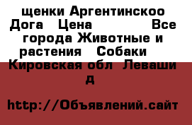 щенки Аргентинскоо Дога › Цена ­ 25 000 - Все города Животные и растения » Собаки   . Кировская обл.,Леваши д.